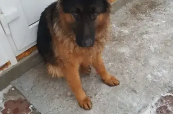 Собака найдена в Селятино на рынке