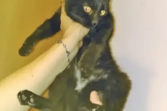 Найдена черная кошка на ул. Свердловская, Красноярск