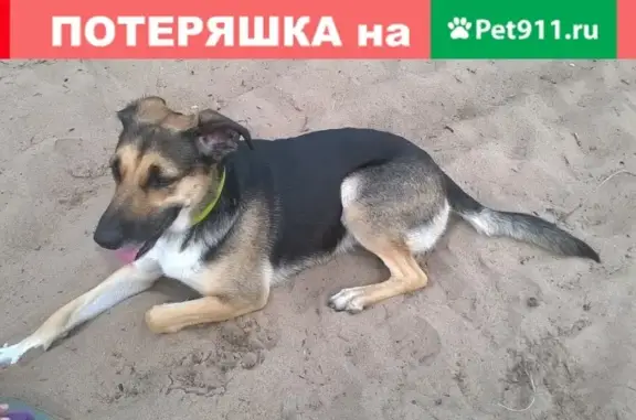 Пропала собака в парке Александрино, Кировский район, СПб