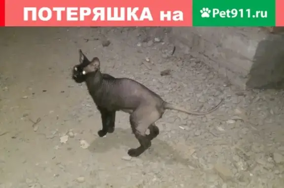 Найдена бесшерстная кошка по адресу Павленко, 13 в Кемерово