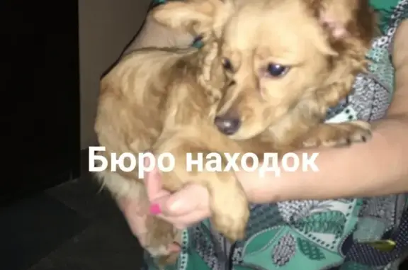 Найдена собака на Советской, 50