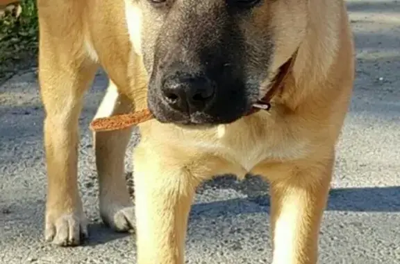Пропала рыжая собака на ВИЗ, Екатеринбург