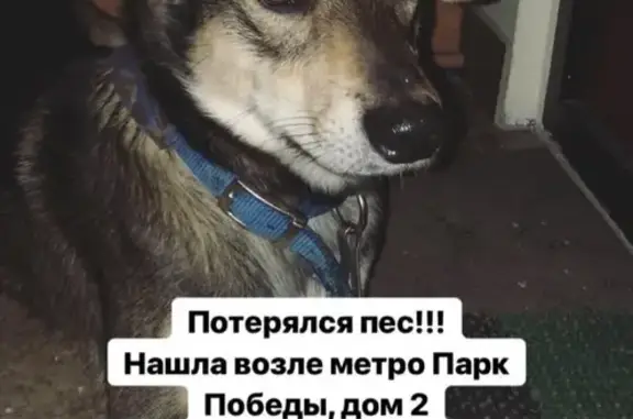 Собака найдена на Кутузовском проспекте, дворняжка около года.