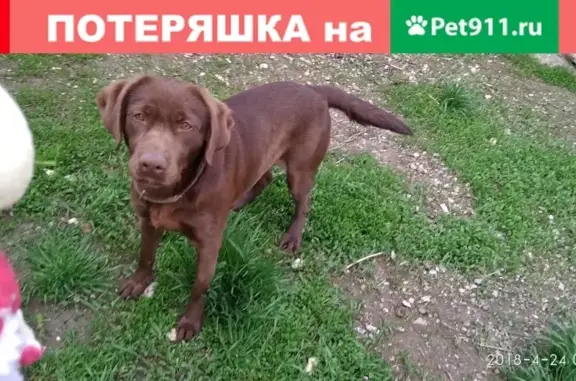 Пропала собака в Ессентуках, ул. О. Головченко, 8