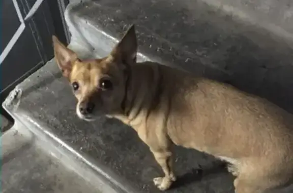 Пропала собака в Кургане, найдено временное убежище.