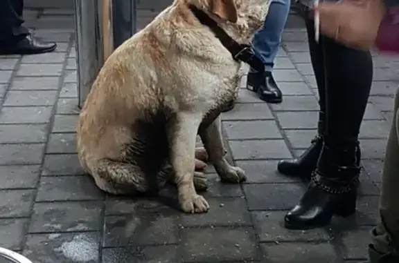 Собака лабрадор найдена в Краснодаре на Промышленной улице 49/2.