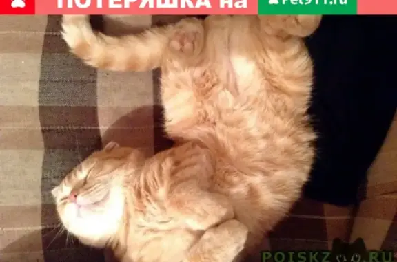 Кошки потеряшки, Ессентуки, фото: Потеряшка кошка в районе Верхнего рынка, г. Ессентуки.