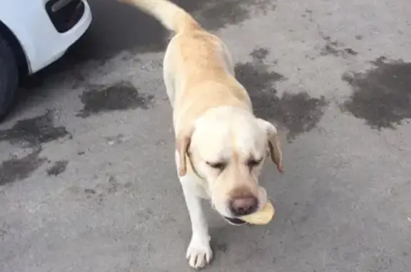 Собака найдена в Батайске, Ростовская обл.