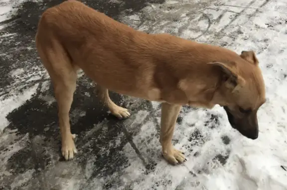 Пропала собака на улице Мира, Волжский