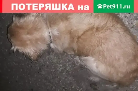 Найдена собака на ул. Абрамцевская
