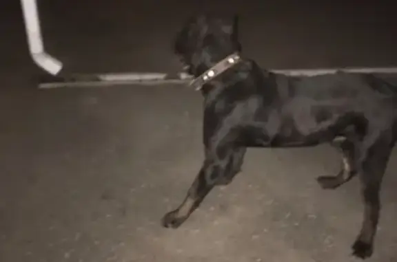Найдена собака на улице Олега Головченко, Ессентуки