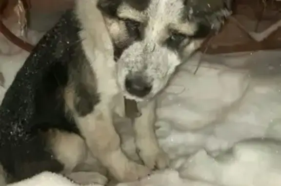 Найдена собака в Среднеуральске, помогите найти хозяев