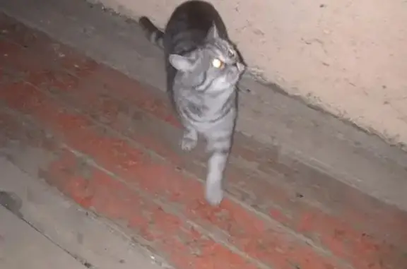 Найдена кошка на ул. Джалиля 56 в Бугульме
