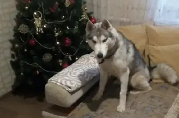 Пропала собака Рич в Михайловке, Таганрог