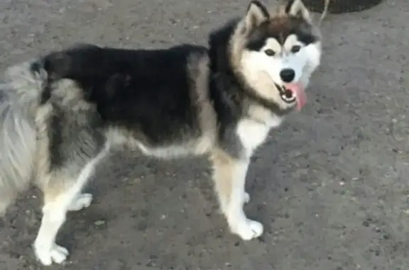 Пропала собака в Нижнекамске, вознаграждение