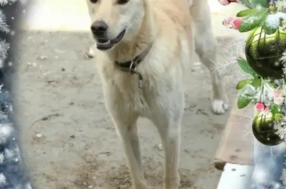 Пропала собака Злата в Миассе, Челябинская область
