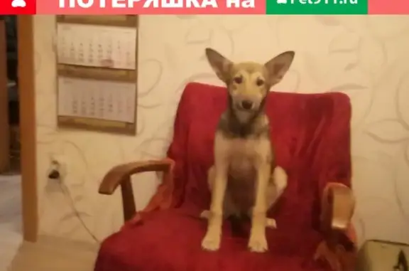 Найдена собака в СПб, Кировский район