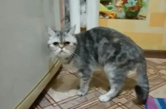 Пропала кошка на Гагарина 10, Комсомольск-на-Амуре