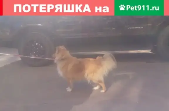 Пропала собака в Удомле - Шелти, похожа на лисичку.