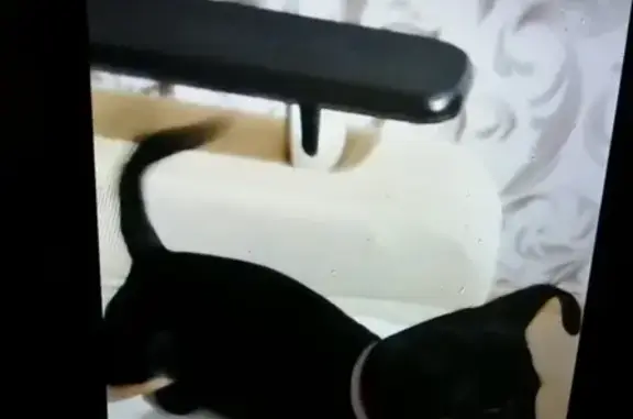 Собаки потеряшки, Санкт-Петербург, фото: Потеряшка собака в Кировском районе СПб