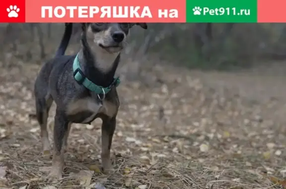 Объявления о пропавших и найденных животных, Калининград, фото: Пропала собака на ул. Катина 70, ищем!