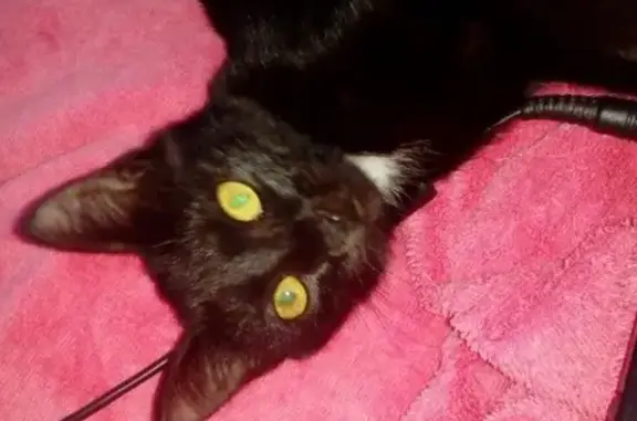 Пропала домашняя кошка Мисис в районе Пассажа, Ивановская область.