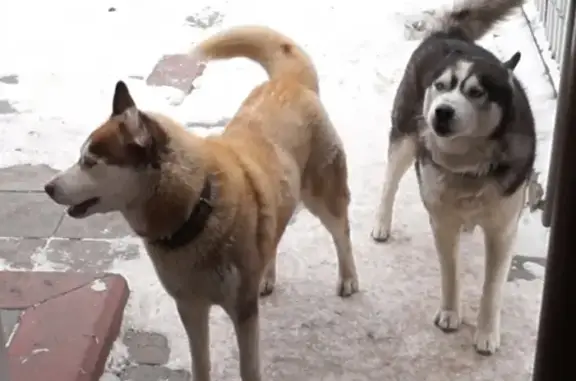 Пропали две собаки породы Сибирский хаски в Жигулёвске