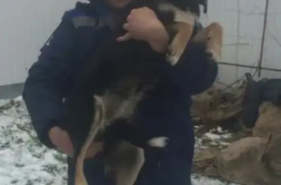 Собаки потеряшки, село Большое Афанасово, фото: Потеряшка собака в селе Большое Афанасово