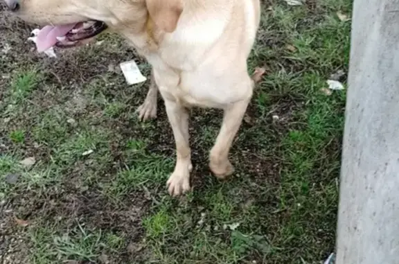 Найдена собака в Краснодаре на стадионе Панорама