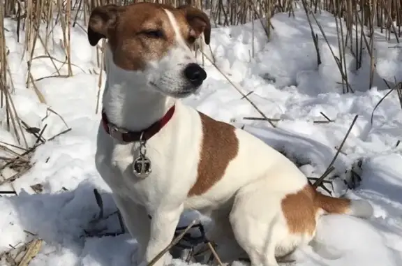 Пропала собака в поселении Внуковское, Москва - Джанго, Джек-рассел терьер.