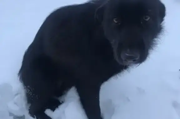 Найден пёс возле Клыкова 58 в Курске