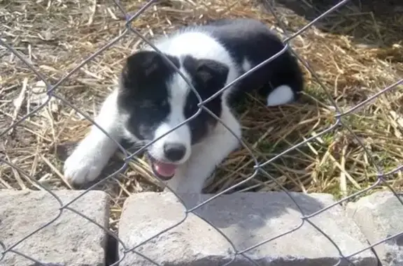 Собаки потеряшки, Чёбсара, фото: Потеряшка собака в Чебсаре, лайка, 1 год, тел.