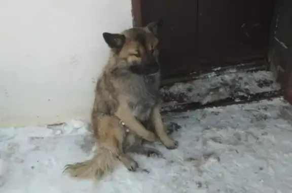 Найдена хромая собака в Казани, ищет новый дом