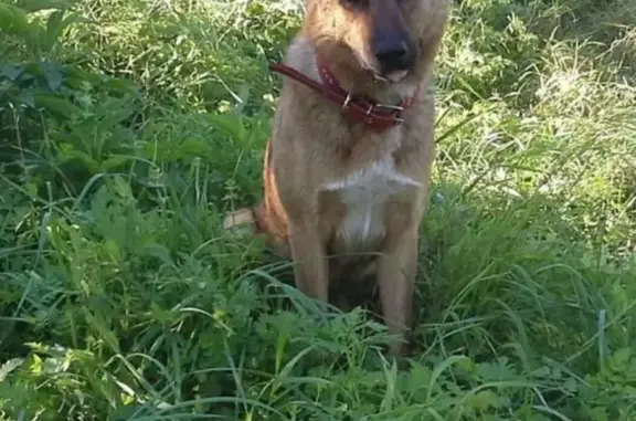 Пропала собака в районе Долинска, Нальчик: Рыжий кобель Рекс, 3 года.