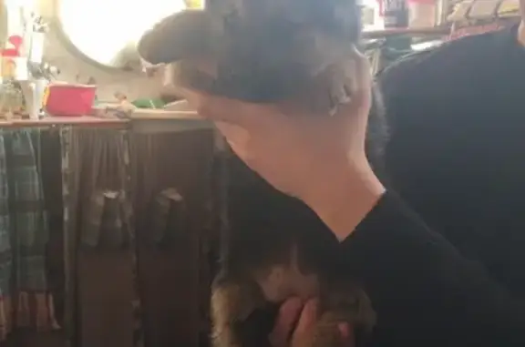 Собаки потеряшки, Великий Новгород, фото: Потеряшка собака в Великом Новгороде, девочка, д. Мшага