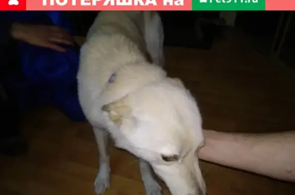 Потерян пёс в Тюмени, с синим ошейником