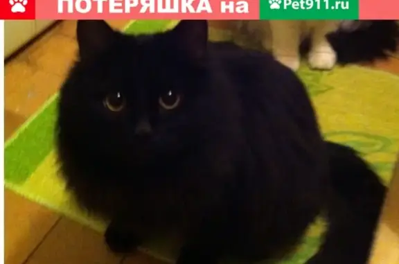 Найдена кошка на улице Варейкиса в Ульяновске