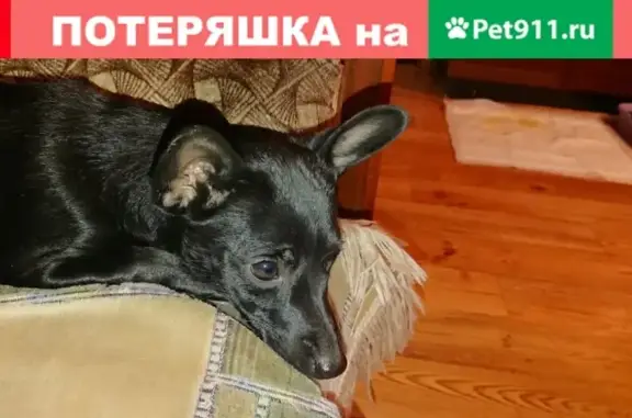 Найдена собака пинчер в Железногорске-Илимском
