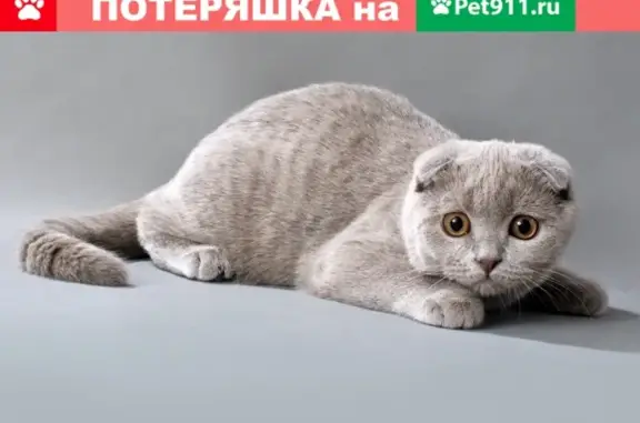 Найдена британская кошка в Муромцево, Владимирская область