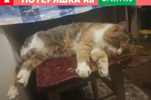 Найдена кошка в Смоленске на Багратиона
