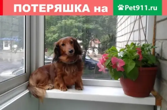Пропала собака в Москве: Удача, карликовая такса, вознаграждение