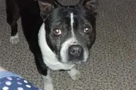 Собаки потеряшки, Ярославль, фото: Потеряшка собака Гир в Дзержинском районе Ярославля