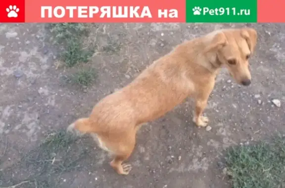 Срочно ищем хозяина или новый дом для собаки и её щенка в Волгограде