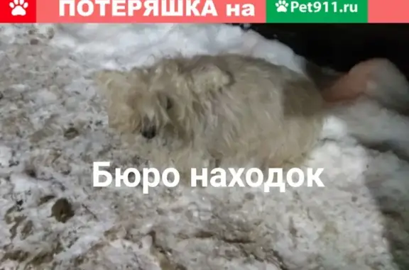 Найдена собака возле Магнита в Привокзальном, нужна помощь!