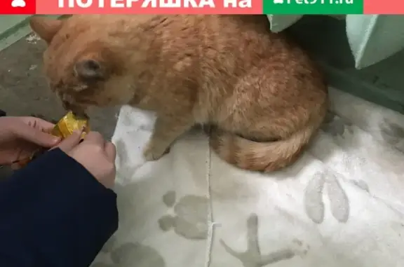 Найдена рыжая кошка в Хотьковском проезде