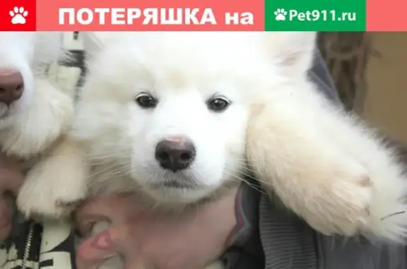 Пропала собака в Мурманске, район ул. Шевченко, кличка Мика!