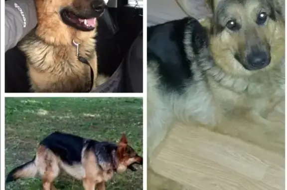 Пропала собака в Песочном, Санкт-Петербург, метис овчарки, 5 лет, девочка.