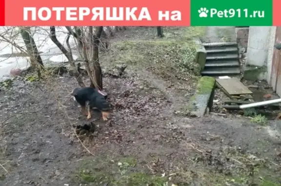 Найдена собака в Центре, Калининград