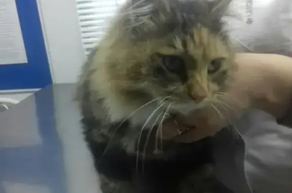 Найдена кошка породы Бобтейл в Порт-Артуре, нуждается в помощи