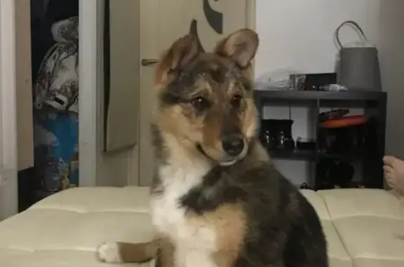 Найден щенок на заправке Топлайн в Омске